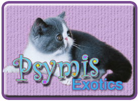 Psymis Exotics & Persians